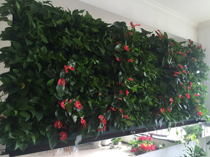 植物墙