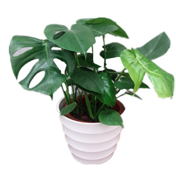 植物墙龟背竹