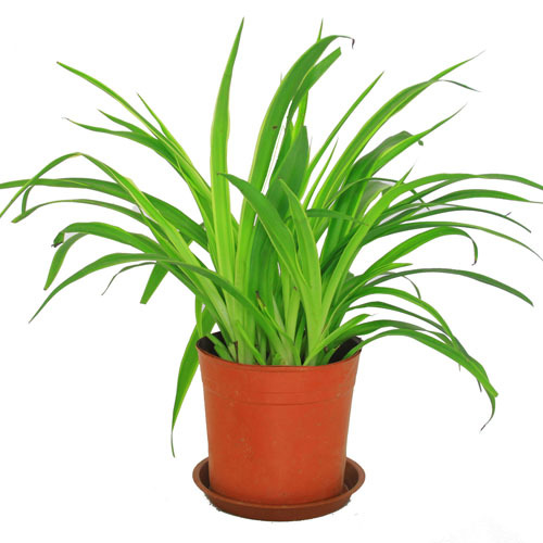 植物墙金边吊兰
