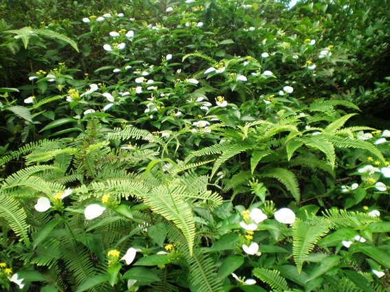 小灌木2