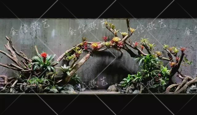 生态缸1