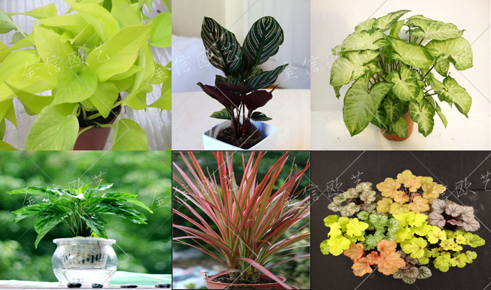 7.26植物墙