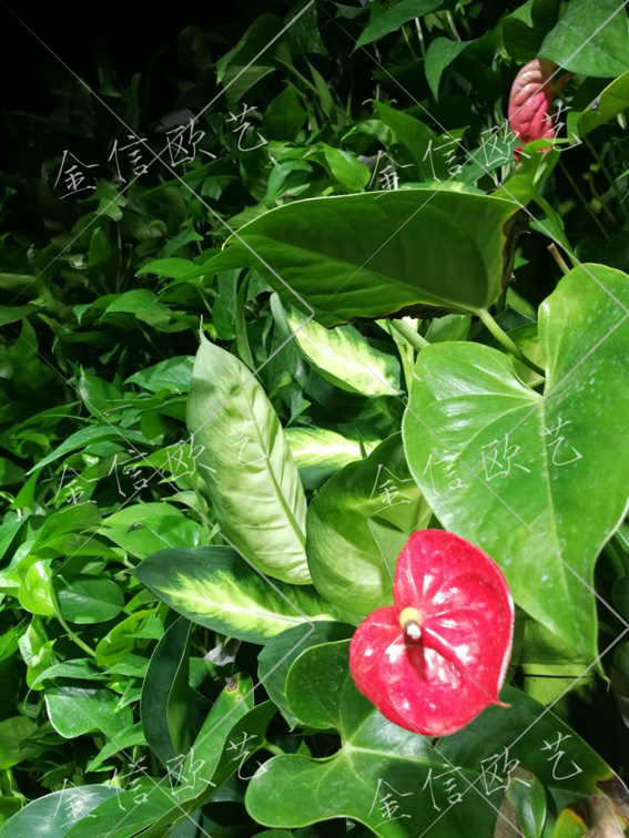 7.26植物墙1