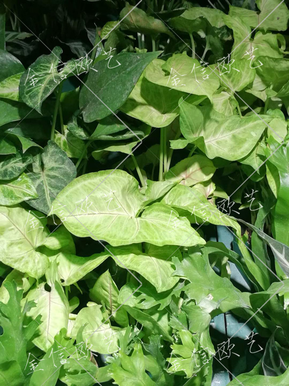 7.26植物墙3