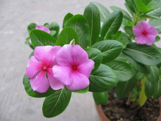8.6长春花