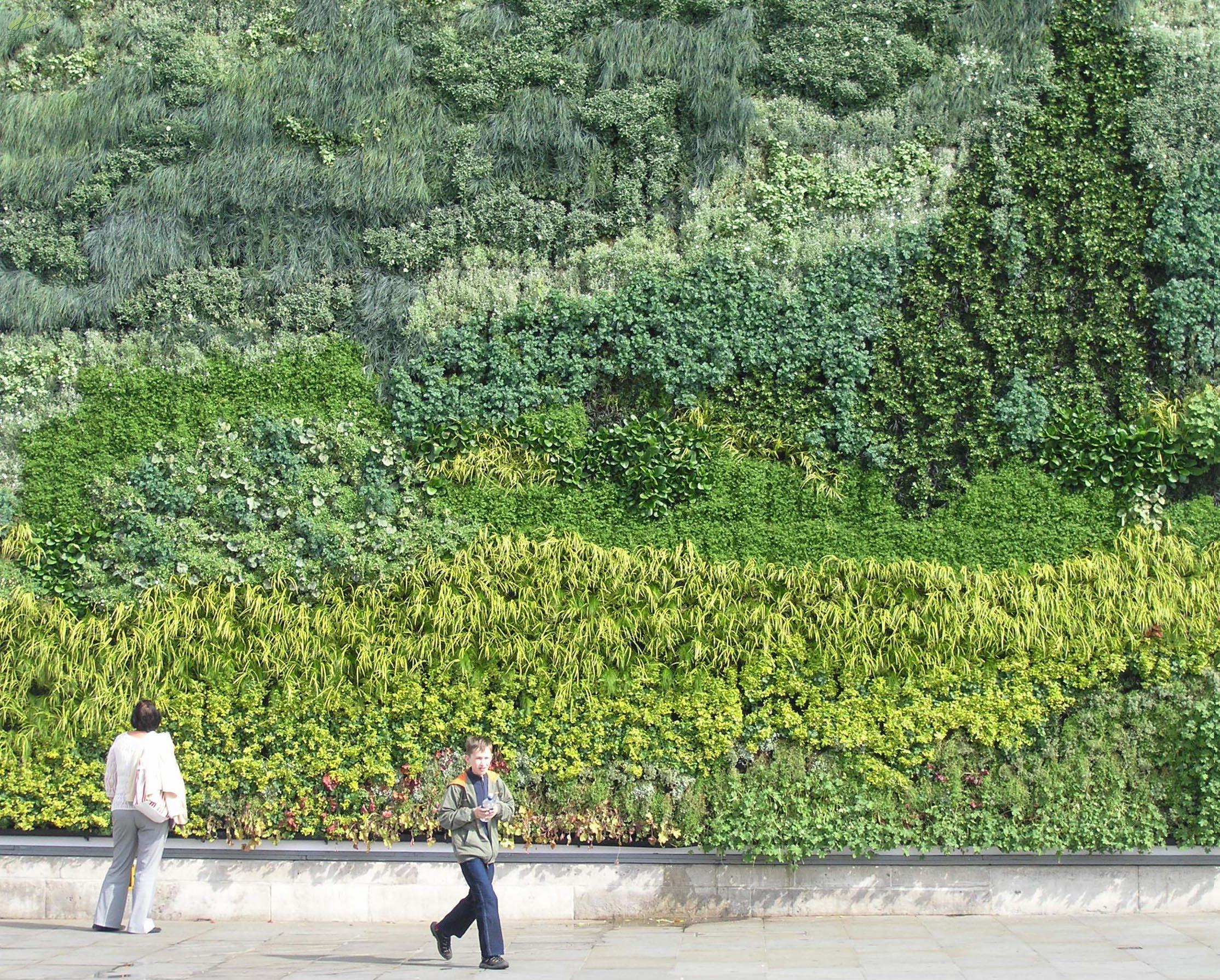 landscaping-garden-living-wall-fresh-green-wall-gray-stain-wall-gray-stone-long-plant-pot-gray-stone-driveway-gray-stone-pathstep-living-wall-decorating-apartment-living-wall-design-ideas