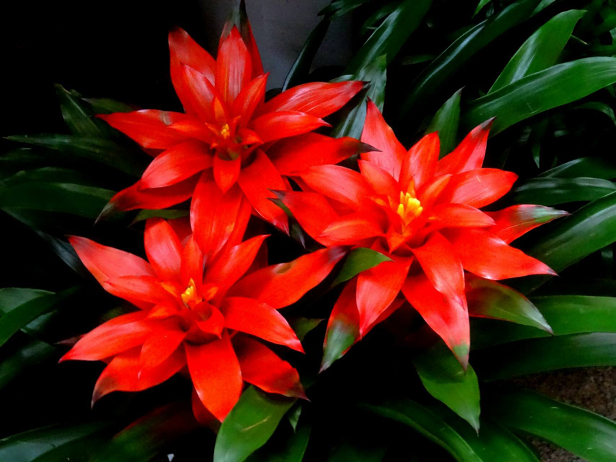 水塔花5