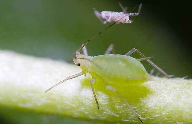 蚜虫病1