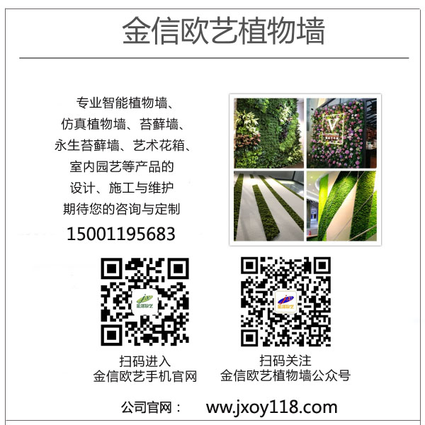 金信欧艺2