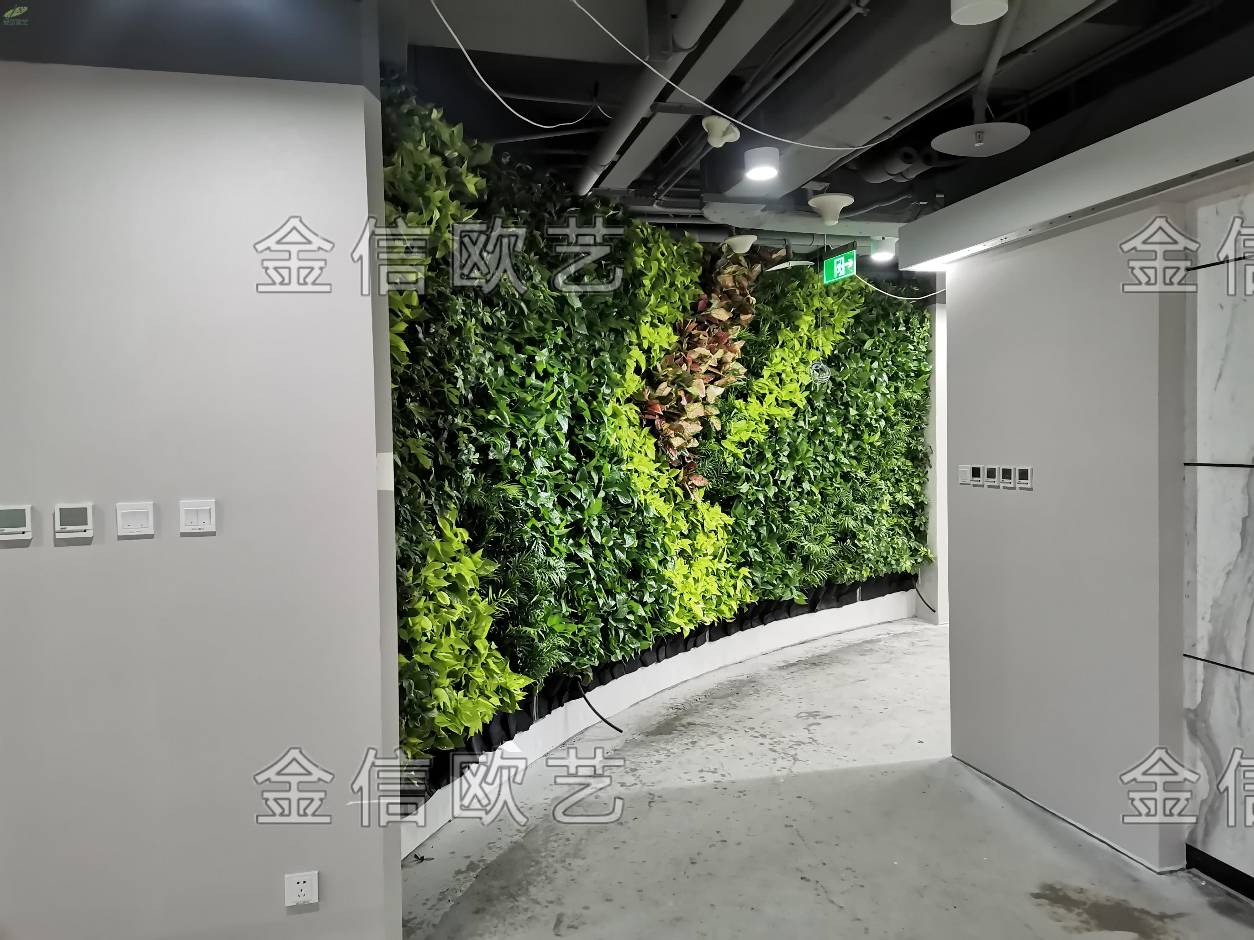 室内植物墙 (3)
