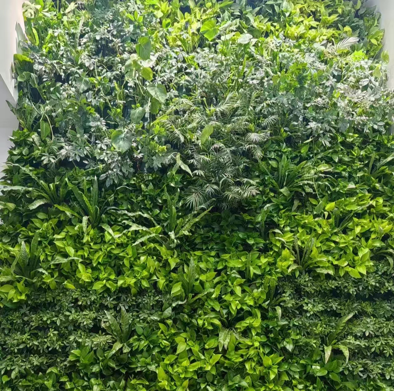 阳光别墅绿植墙案例